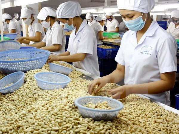 Vinacas develops 1-million-tonne cashew material region in Cambodia ảnh 1