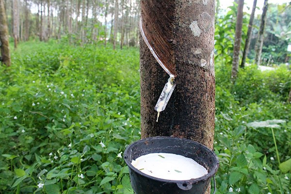 Vietnam makes effective rubber investment in Lao province ảnh 1 Vietnam makes effective rubber investment in Lao province ảnh 1