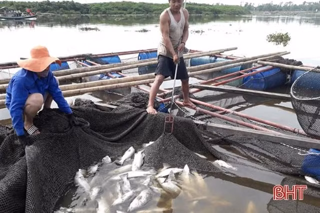 Ha Tinh’s cage fish farmers restore production ảnh 1
