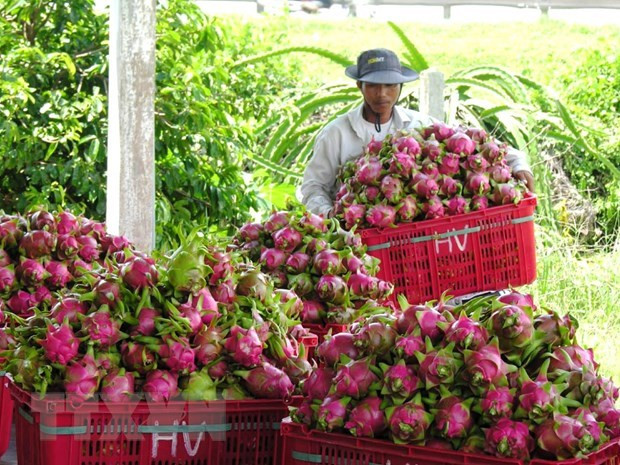 Binh Thuan dragon fruit expected to get protected status in Japan ảnh 1