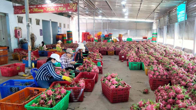 Geographical indication of Binh Thuan dragon fruit protected in Japan ảnh 1