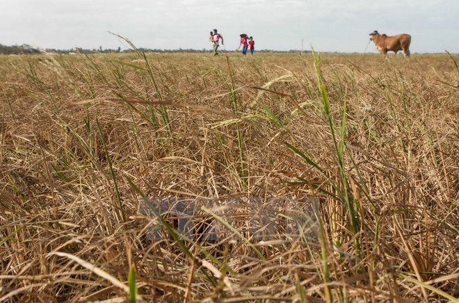 Farmers need support from gov't to tackle drought ảnh 1