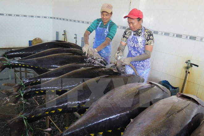 Tuna fishermen in Binh Dinh employ Japanese technologies ảnh 1