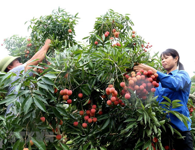Hanoi centre allowed to irradiate fruits for export to Australia ảnh 1