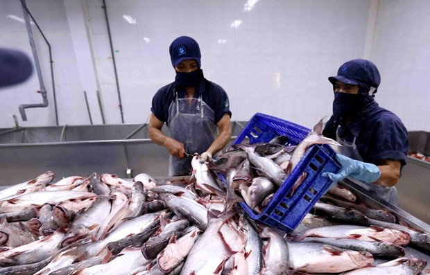Aquatic exports to China shows sign of recovery ảnh 1