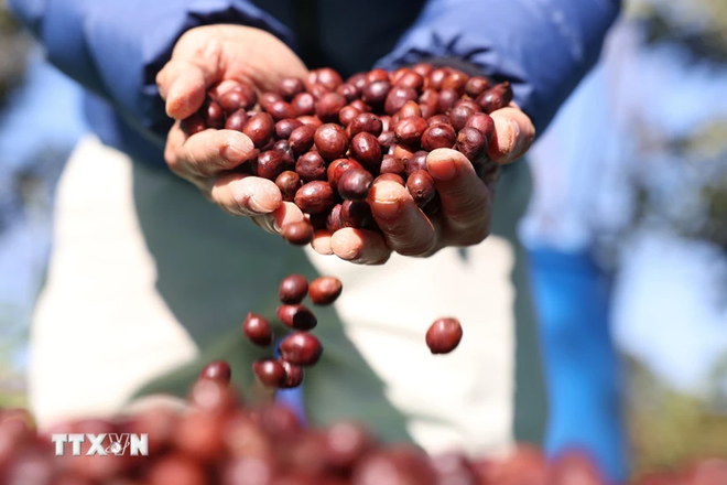Vietnam – EU’s second biggest coffee supplier in 2023 ảnh 1