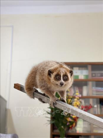 Two rare lorises discovered in Bac Kan ảnh 1