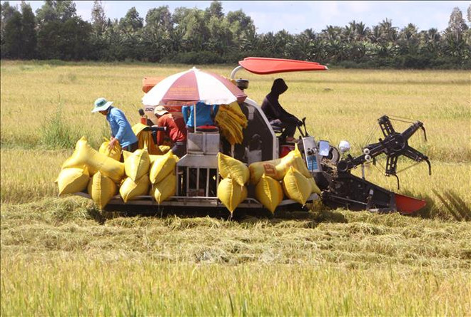 Over 1 million to be trained for massive high-quality rice project ảnh 1 Over 1 million to be trained for massive high-quality rice project ảnh 1
