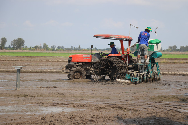 Pilot model of high-quality, low-emission rice farming launched in Can Tho ảnh 1 Pilot model of high-quality, low-emission rice farming launched in Can Tho ảnh 1