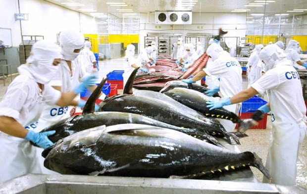 Vietnamese tuna products exported to 80 markets worldwide ảnh 1