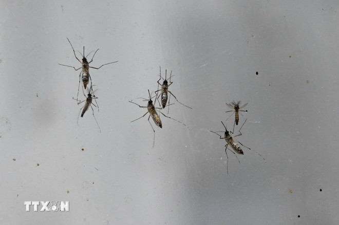 Singapore faces risk of dengue fever outbreak ảnh 1