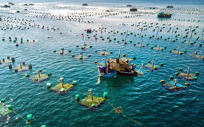 Project on marine aquaculture development till 2030 approved ảnh 1
