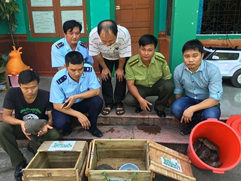 Pangolin smugglers to face up to 15 years in jail ảnh 1 Pangolin smugglers to face up to 15 years in jail ảnh 1