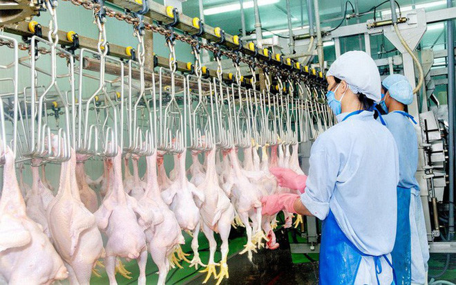 Domestic poultry sellers face tough competition from imported chicken ảnh 1