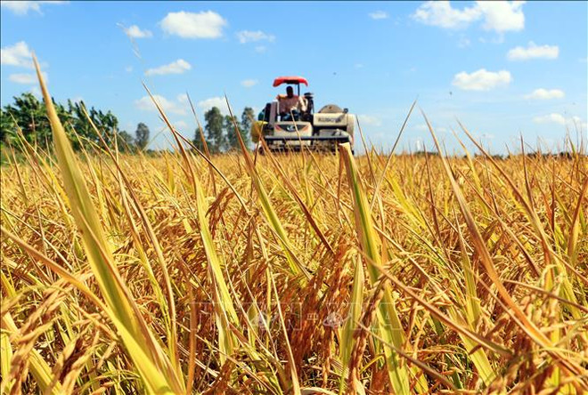 Workshop discusses growing 1 million ha of high-quality rice ảnh 1 Workshop discusses growing 1 million ha of high-quality rice ảnh 1