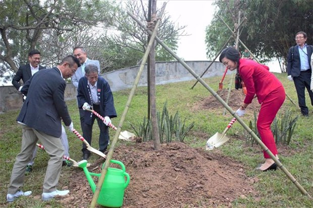 More cherry blossom trees planted in Hanoi park ảnh 1