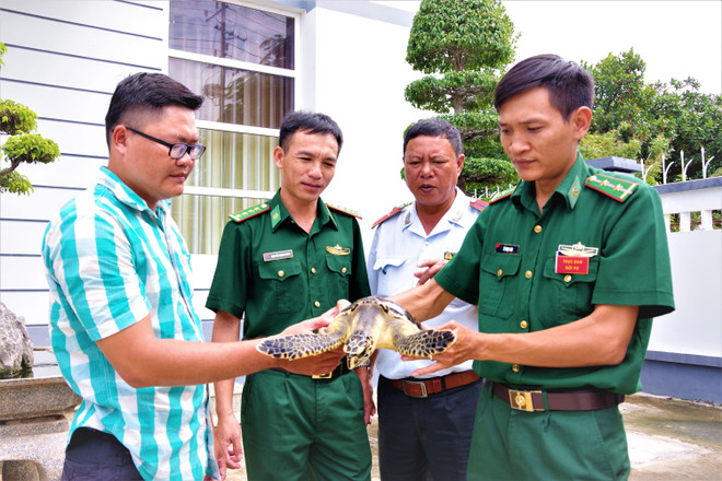 Ba Ria-Vung Tau: Rare sea turtle released into nature ảnh 1 Ba Ria-Vung Tau: Rare sea turtle released into nature ảnh 1
