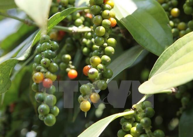 Agricultural ministry examines pepper farming development orientation ảnh 1