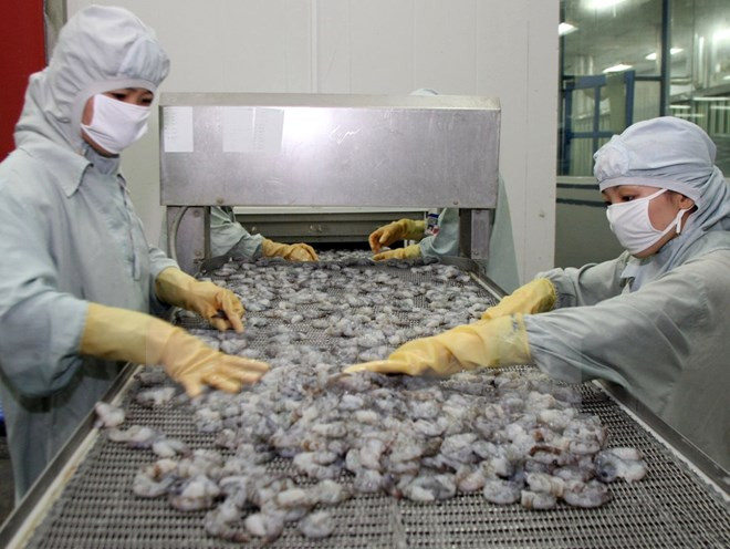 Safe shrimp production chain for export to be supervised ảnh 1 Safe shrimp production chain for export to be supervised ảnh 1