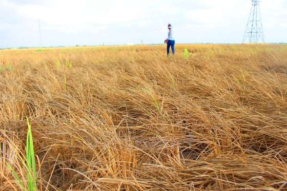 Vietnam ensures food security amid climate change ảnh 1