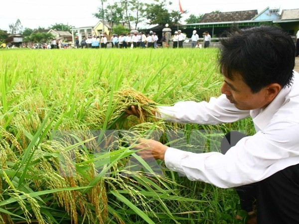 Mekong agriculture lacks foreign funding ảnh 1