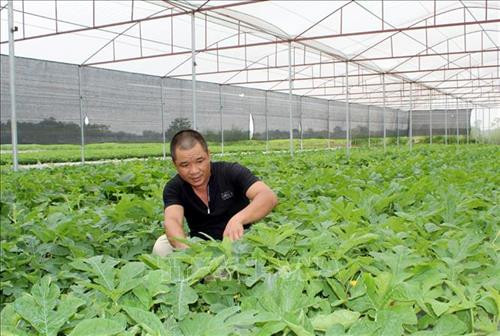 Building new style rural areas creates new look to Thanh Hoa’s coastal district ảnh 1 Building new style rural areas creates new look to Thanh Hoa’s coastal district ảnh 1