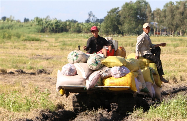 Summer-autumn rice yield increases in southern region ảnh 1