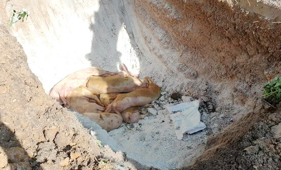 Tay Ninh join hands with Cambodian province in ASF combat ảnh 1