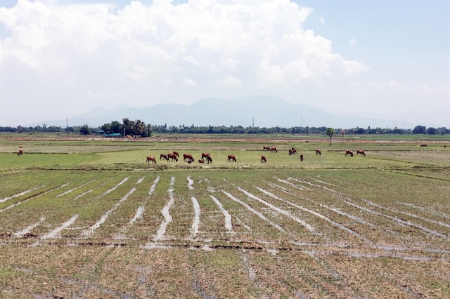 Ninh Thuan farmers lack water, leave 1,500ha of fields fallow ảnh 1 Ninh Thuan farmers lack water, leave 1,500ha of fields fallow ảnh 1