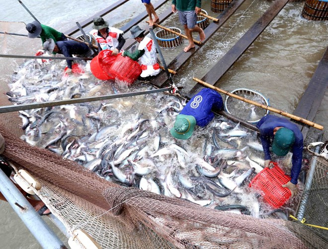 Vietnam in urgent need of brands for tra fish ảnh 1