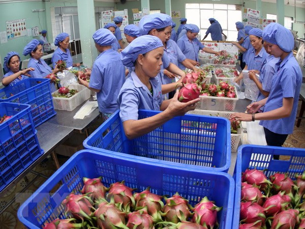 EU remains promising market for Vietnamese fruit ảnh 1 EU remains promising market for Vietnamese fruit ảnh 1