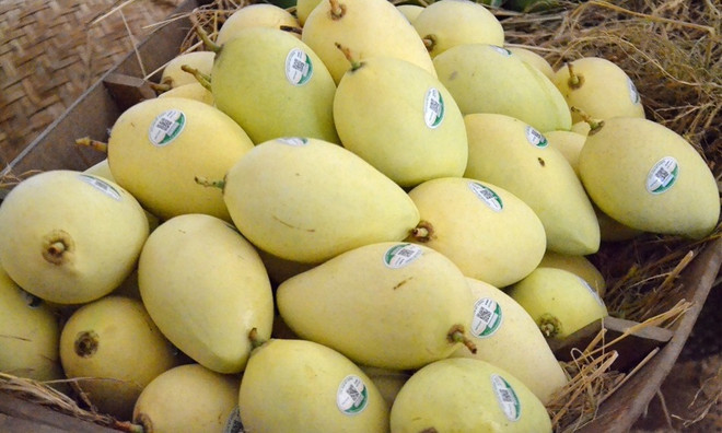 More than 5,000 ha of mango in Dong Thap granted area codes for export ảnh 2