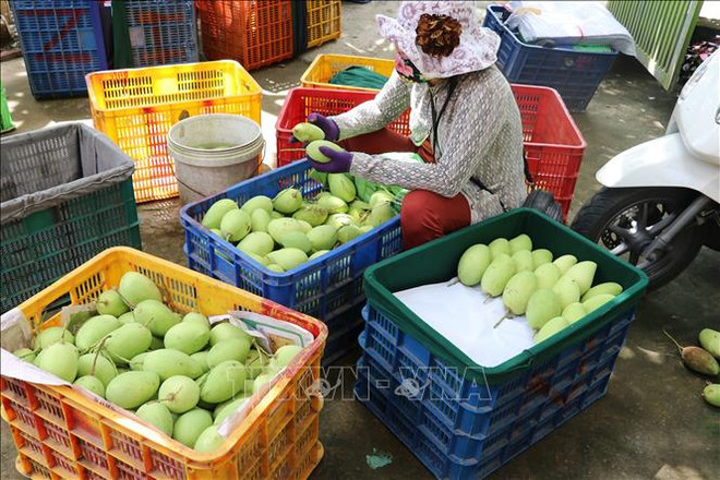 More than 5,000 ha of mango in Dong Thap granted area codes for export ảnh 1