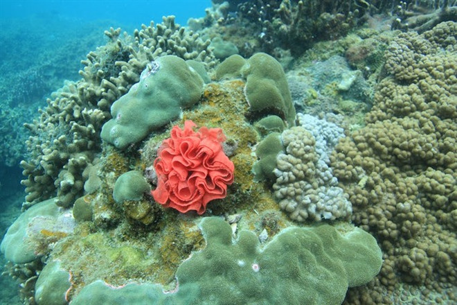 Coral reefs restored off Cham Island ảnh 1 Coral reefs restored off Cham Island ảnh 1