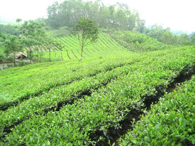 Thai Nguyen moves to preserve Tan Cuong tea ảnh 1
