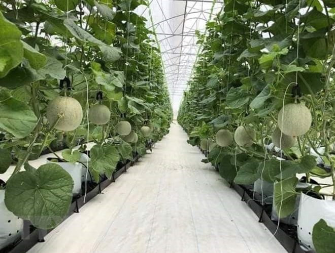 CPTPP brings opportunities, challenges to Vietnam’s agriculture ảnh 1