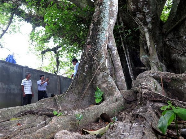 Six more trees recognised as national heritage tree ảnh 1 Six more trees recognised as national heritage tree ảnh 1