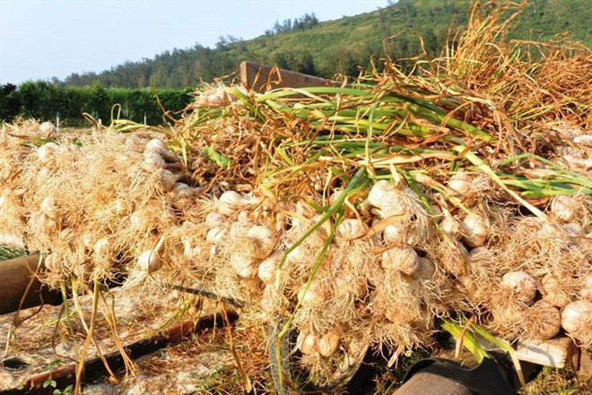 ‘Kingdom of Garlic’ faces challenges as prices fall ảnh 1 ‘Kingdom of Garlic’ faces challenges as prices fall ảnh 1