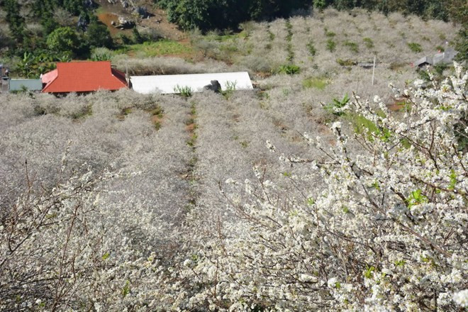 Tourism brings new hope for poverty reduction in Northwest ảnh 1 Tourism brings new hope for poverty reduction in Northwest ảnh 1