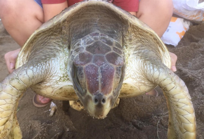  Endangered turtle released into ocean near Hue ảnh 1
