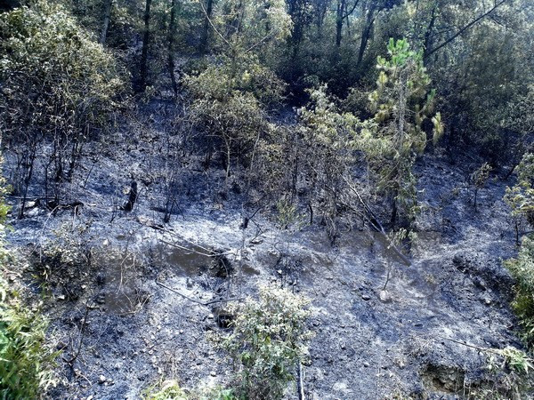 Central Highlands region faces natural forest drop ảnh 1 Central Highlands region faces natural forest drop ảnh 1