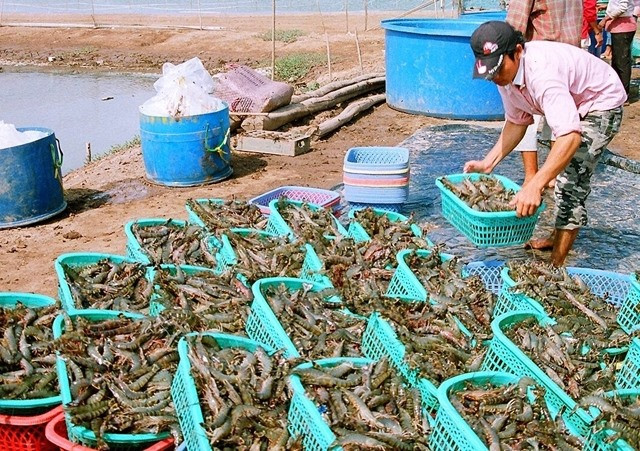 Shrimp, coffee, ginseng added to national products list ảnh 1