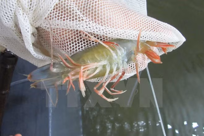 Ca Mau looks to develop shrimp sector ảnh 1