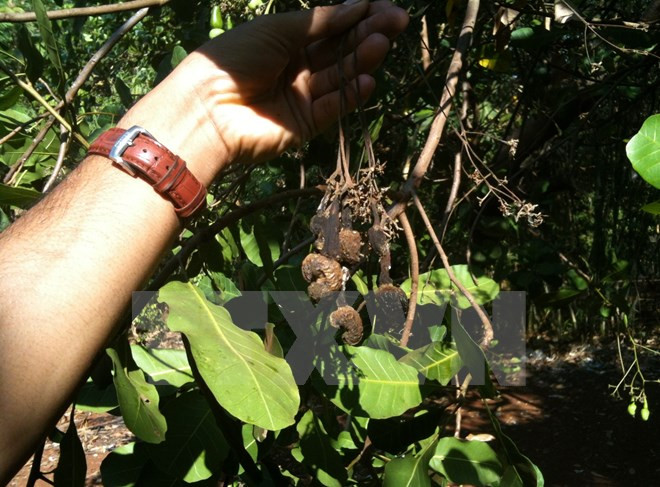 Cashew production forecast to drop nearly 20 percent in 2017 ảnh 1 Cashew production forecast to drop nearly 20 percent in 2017 ảnh 1