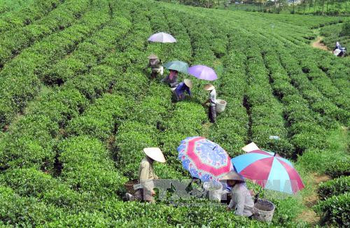 Vietnam’s five-month tea export sees strong growth ảnh 1 Vietnam’s five-month tea export sees strong growth ảnh 1