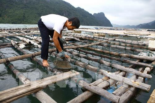 Aquaculture production picks up in May ảnh 1 Aquaculture production picks up in May ảnh 1