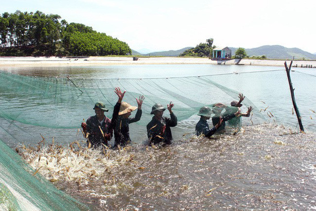 Hanoi harvests over 25,000 tonnes of aquatic products in first quarter ảnh 1