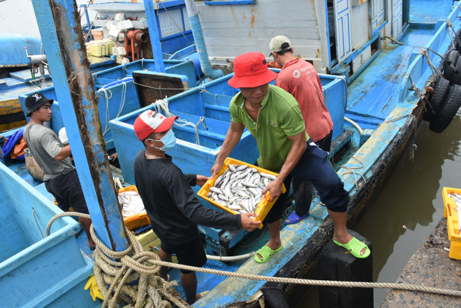 Public awareness programme broadened to battle illegal fishing ảnh 2 Public awareness programme broadened to battle illegal fishing ảnh 2