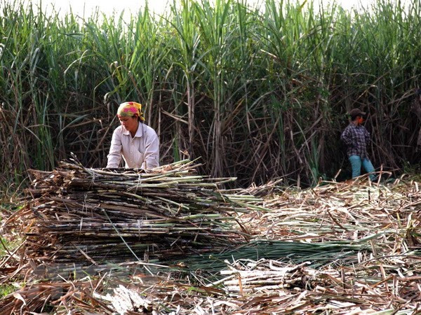 Sugarcane faces plummeting prices ảnh 1 Sugarcane faces plummeting prices ảnh 1