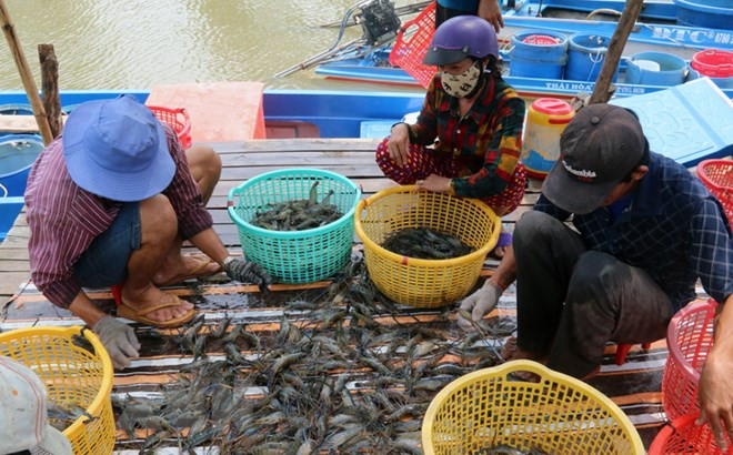 Removing EC’s yellow card key to boosting seafood exports ảnh 1 Removing EC’s yellow card key to boosting seafood exports ảnh 1